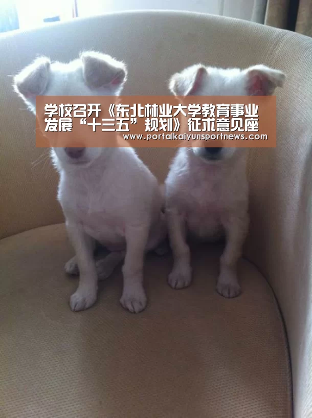 开云体育官方